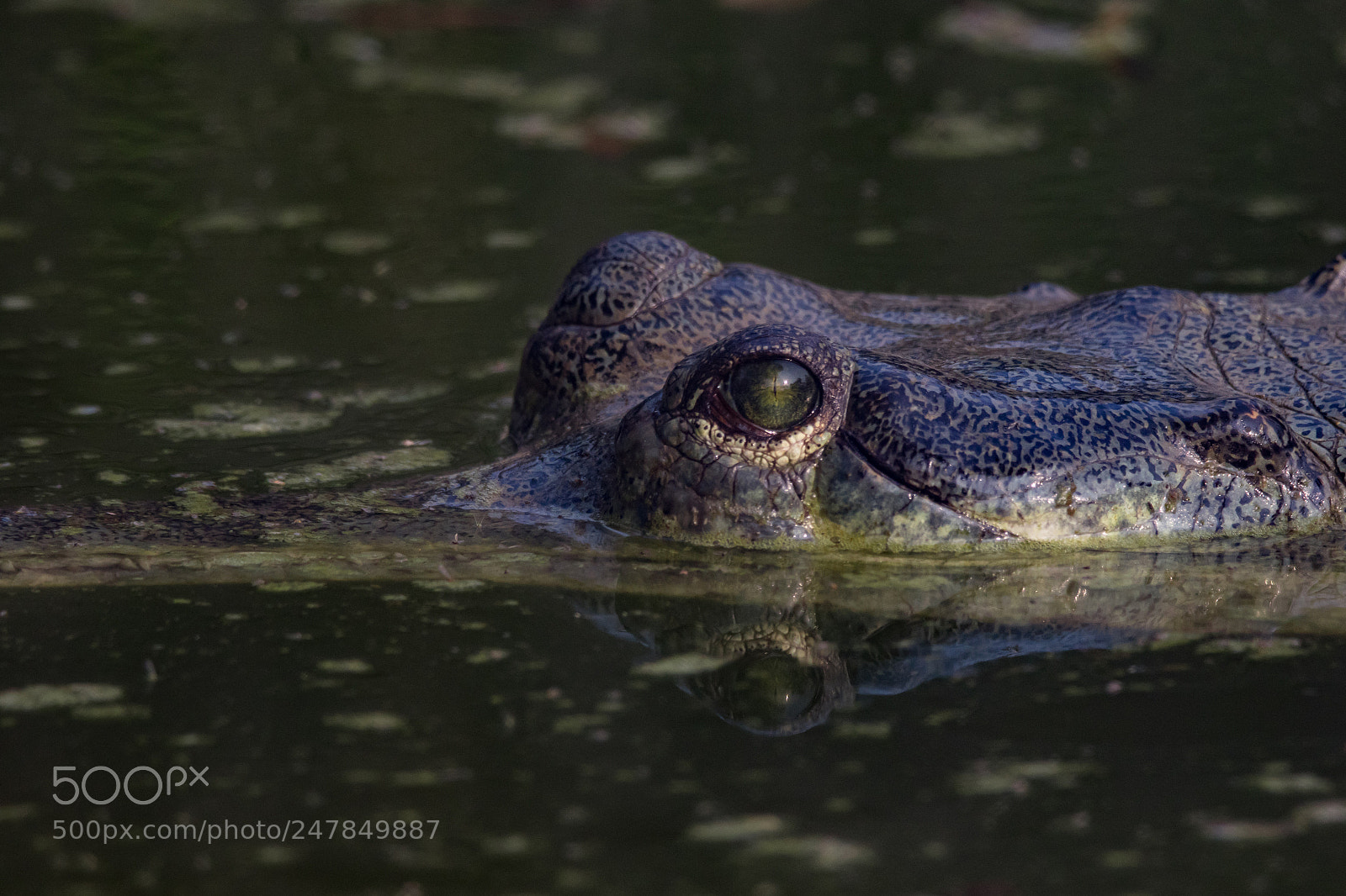 Canon EOS 7D Mark II sample photo. Gharial croc photography