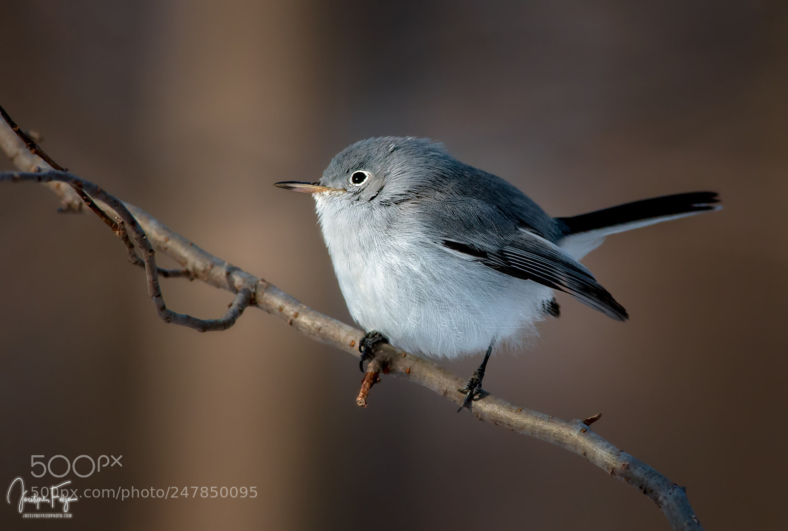 Nikon D300 sample photo. Blue-grey gnatcatcher photography