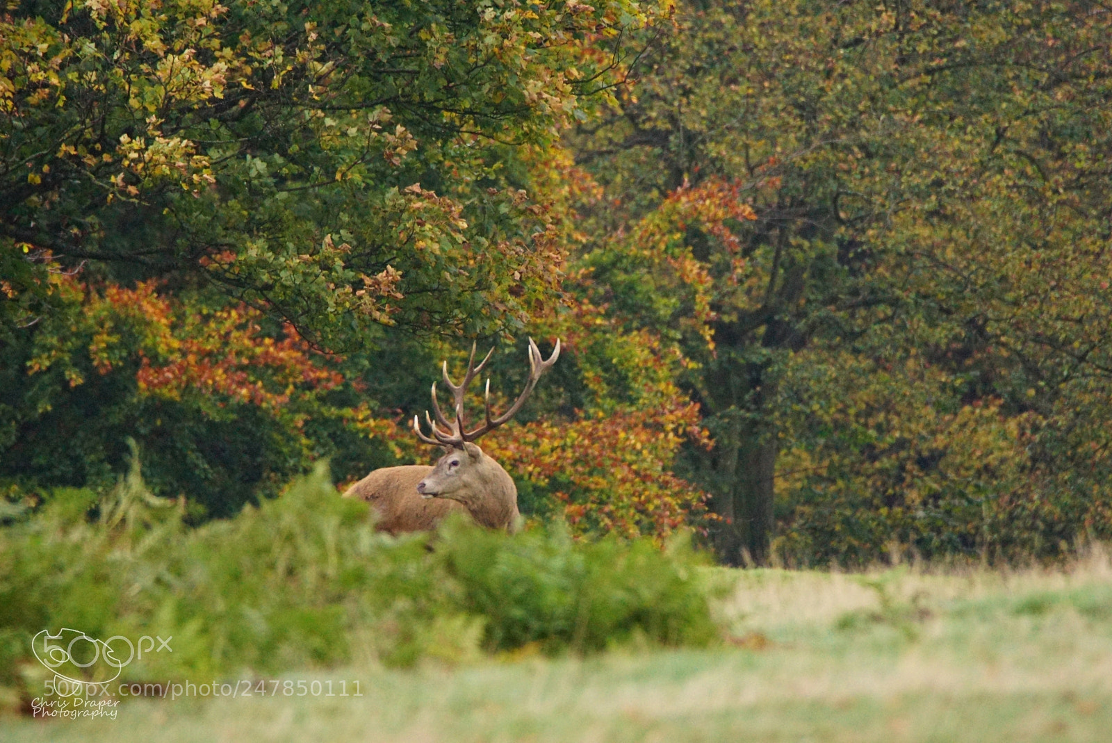 Sony ILCA-77M2 sample photo. Wollaton park deer photography