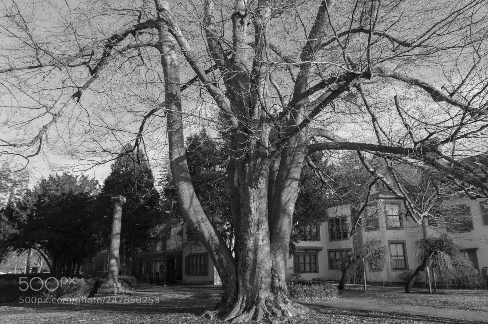 Nikon D3200 sample photo. Black and white tree photography