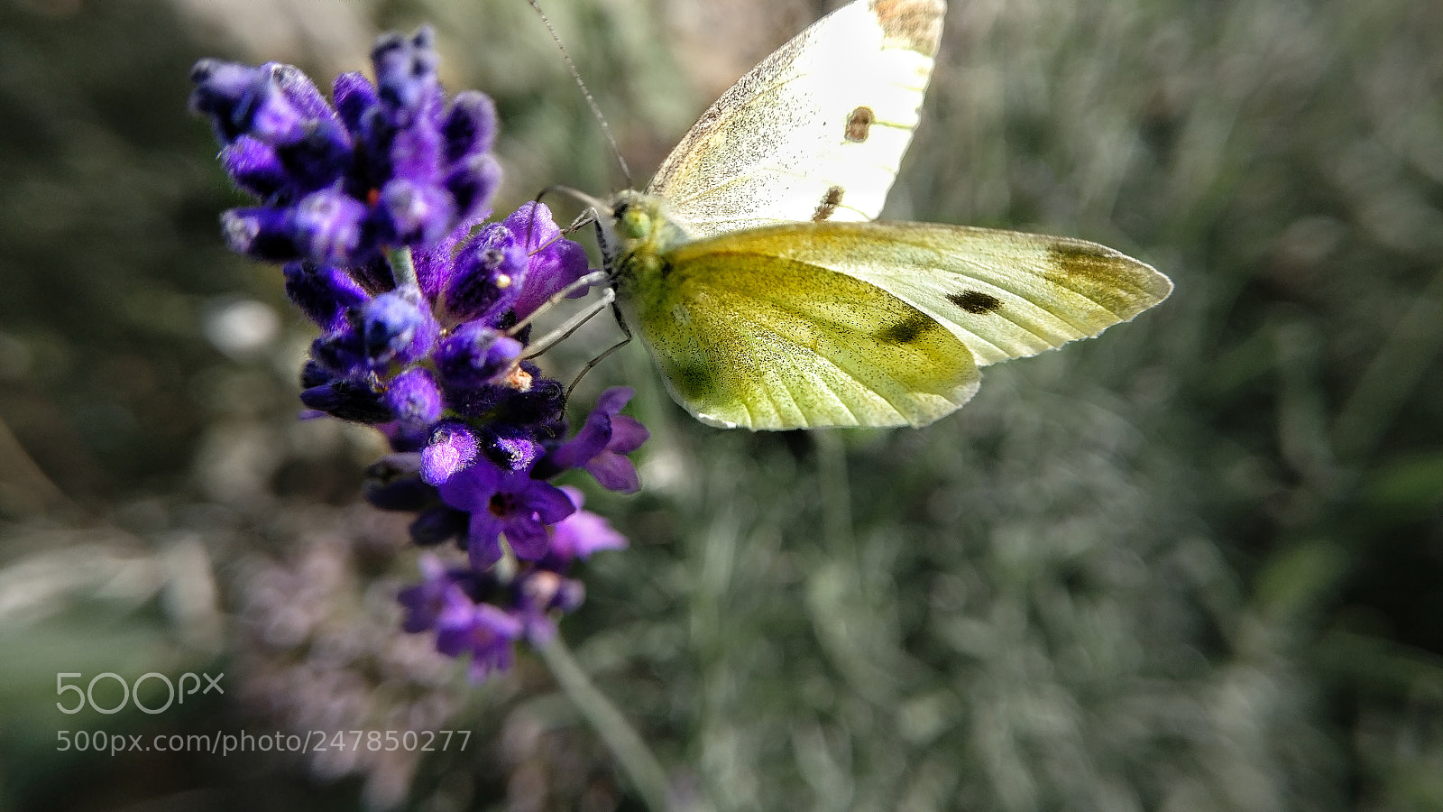 OnePlus A3003 sample photo. Lavender photography