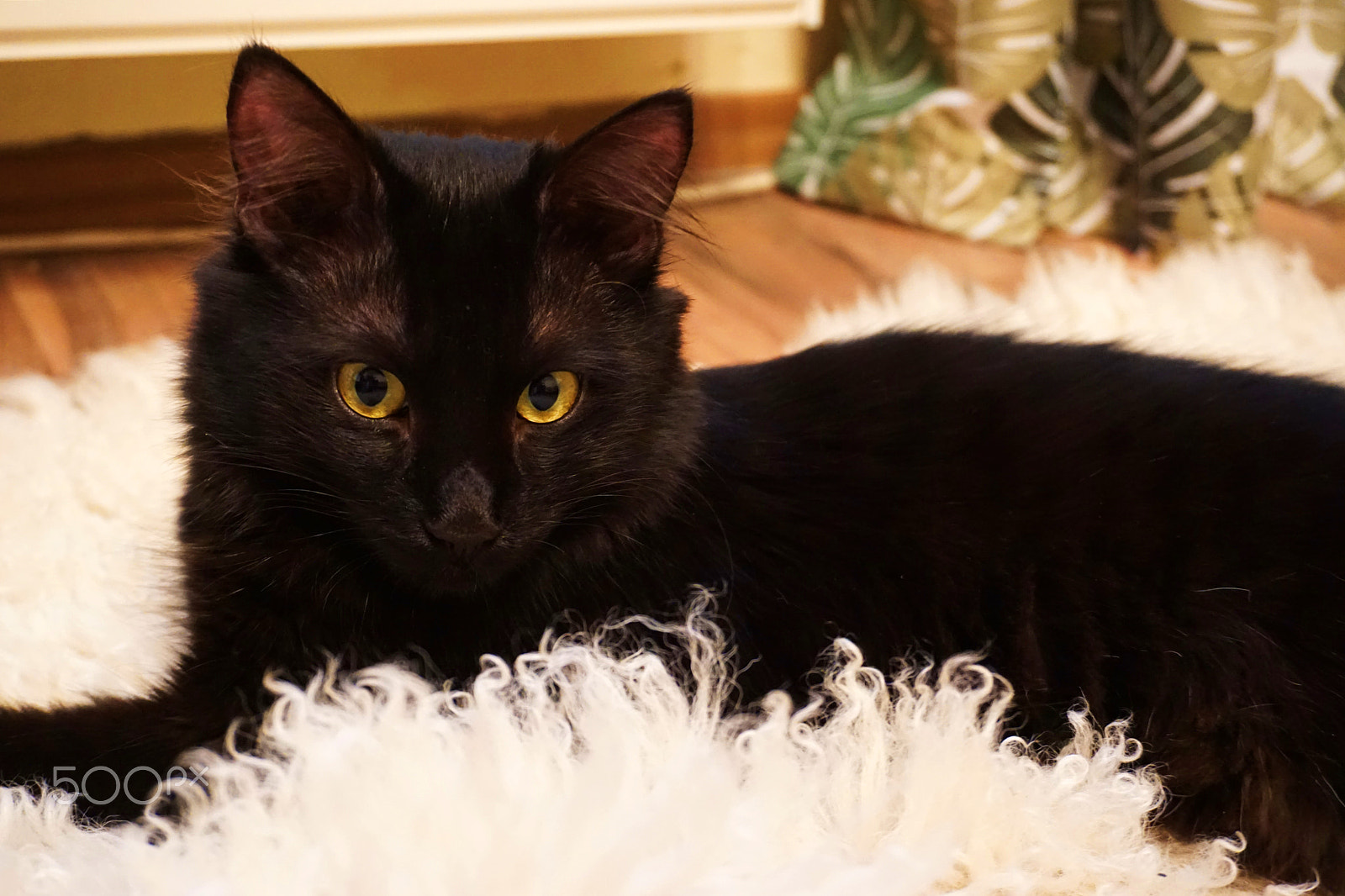 Sony a6000 + Sony E 18-50mm F4-5.6 sample photo. Black cat photography