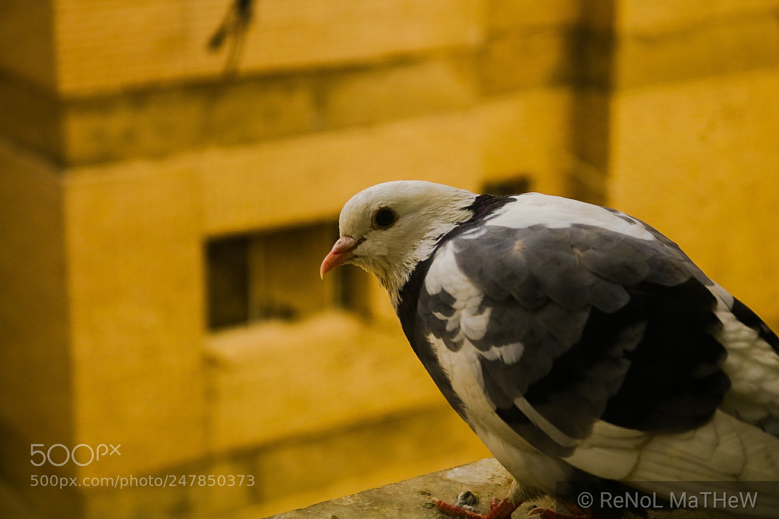 Canon EOS 750D (EOS Rebel T6i / EOS Kiss X8i) sample photo. Bird eye photography