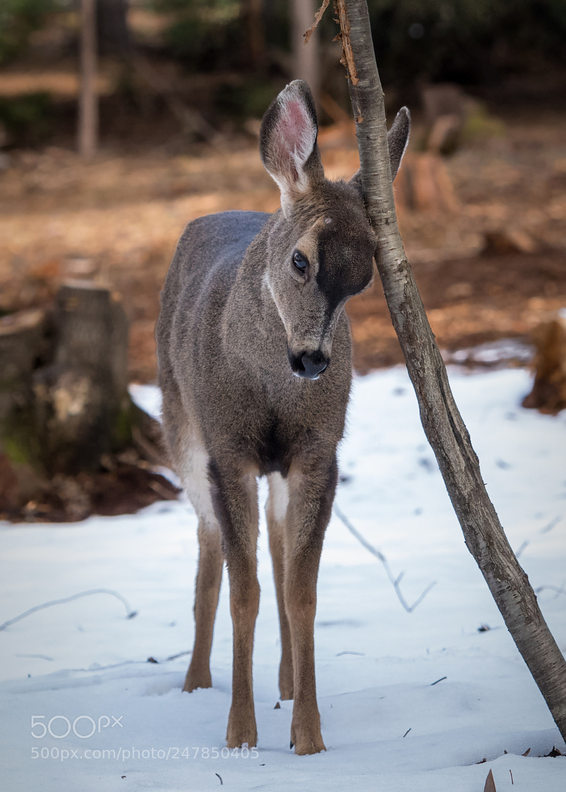 Nikon D5 sample photo. Deer rubbing tree photography