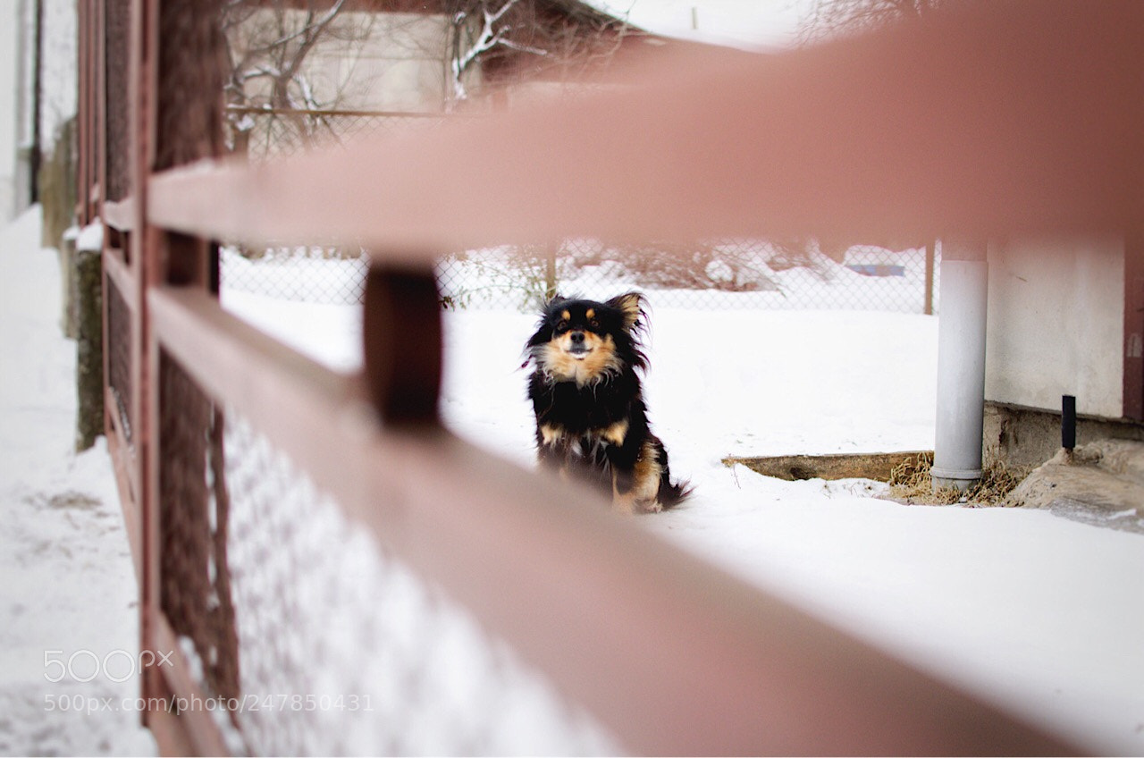 Nikon D5100 sample photo. The best friend photography