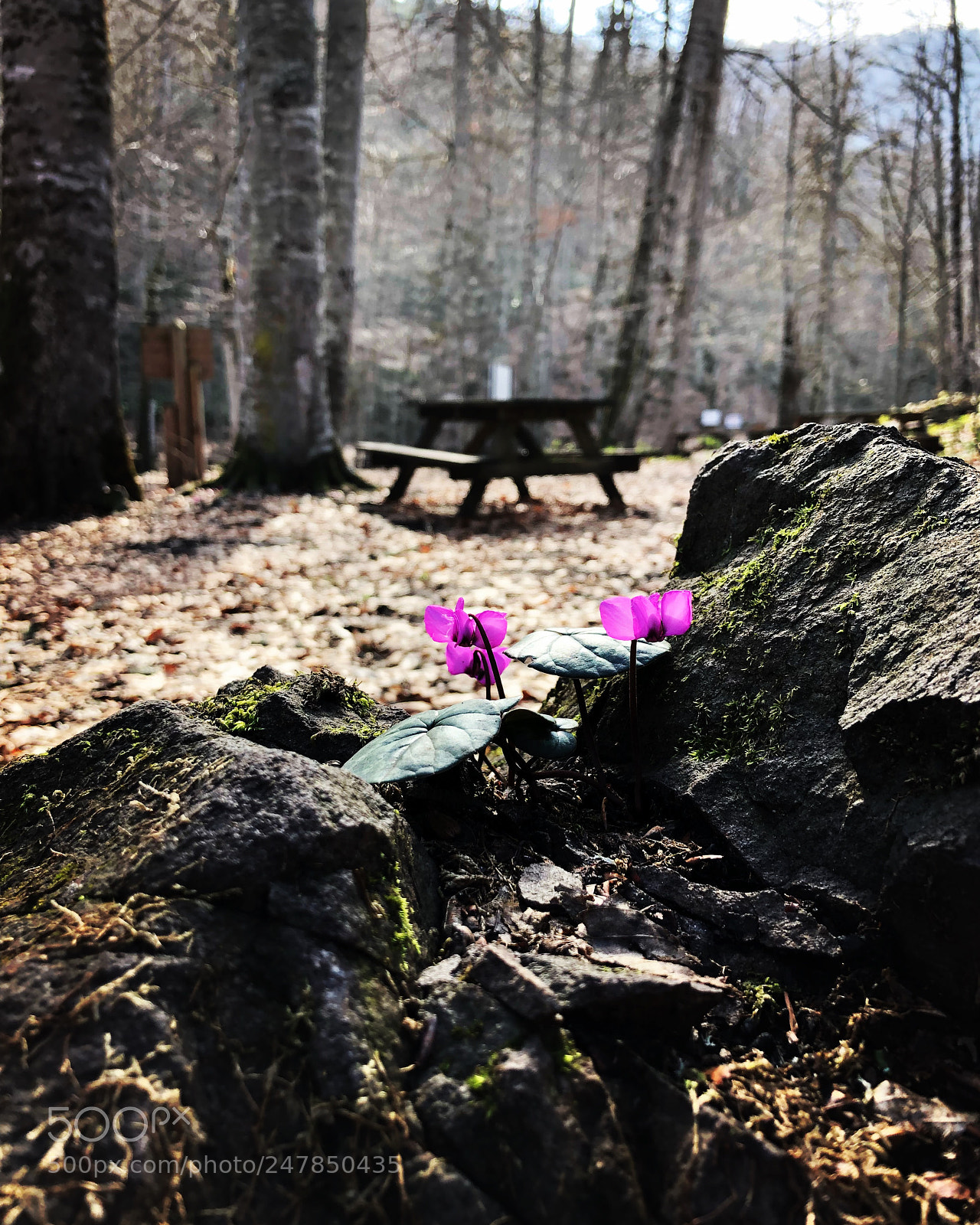 Apple iPhone 8 sample photo. Untitled photography