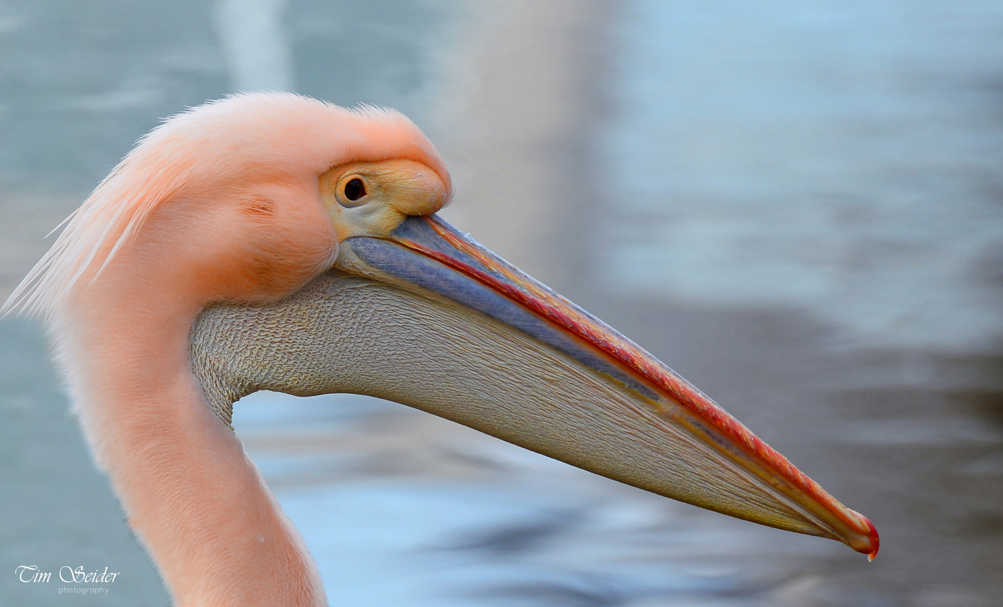 Nikon D610 sample photo. Pelican portrait photography