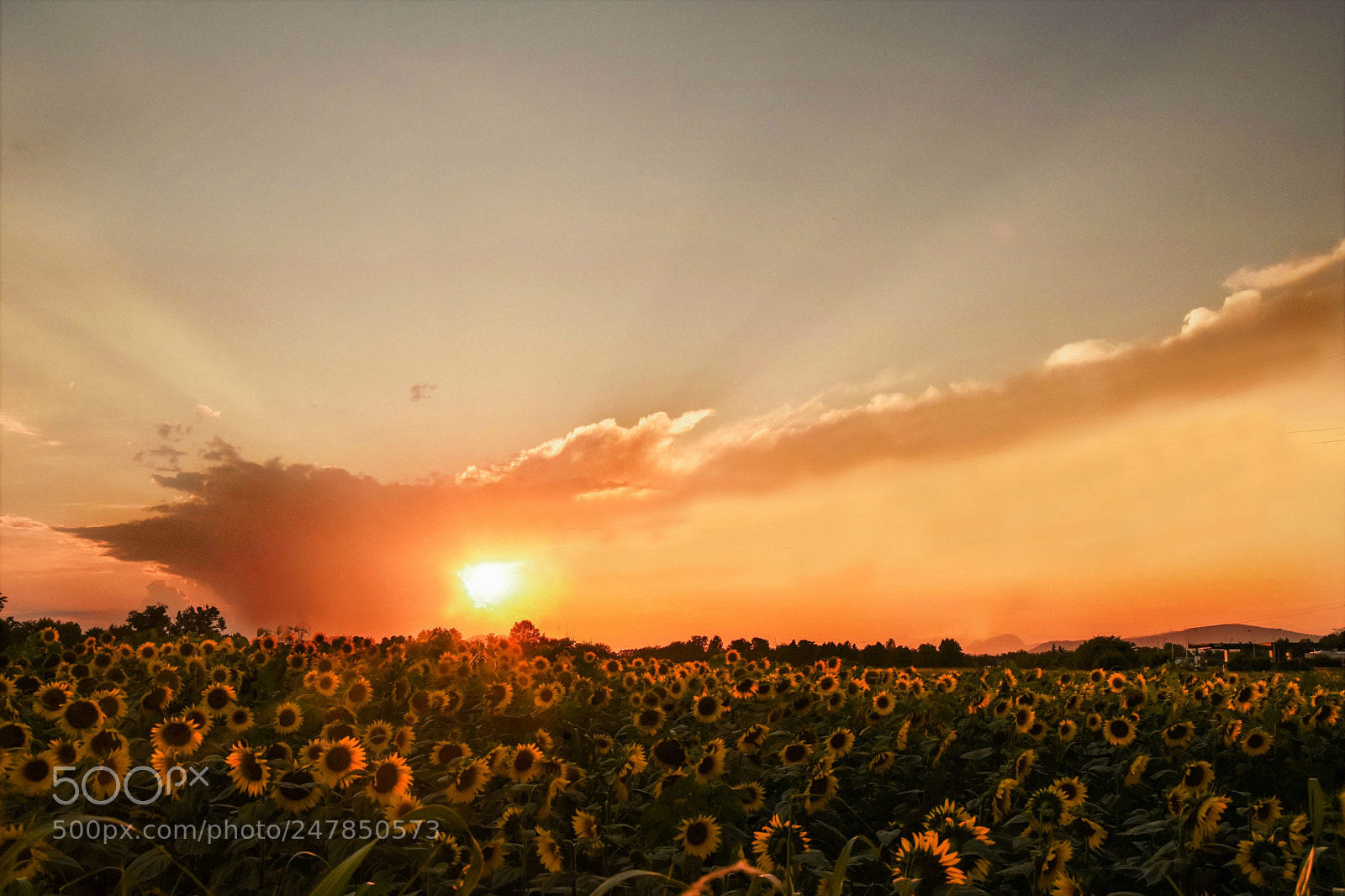 Nikon D5500 sample photo. Light on sunflowers photography