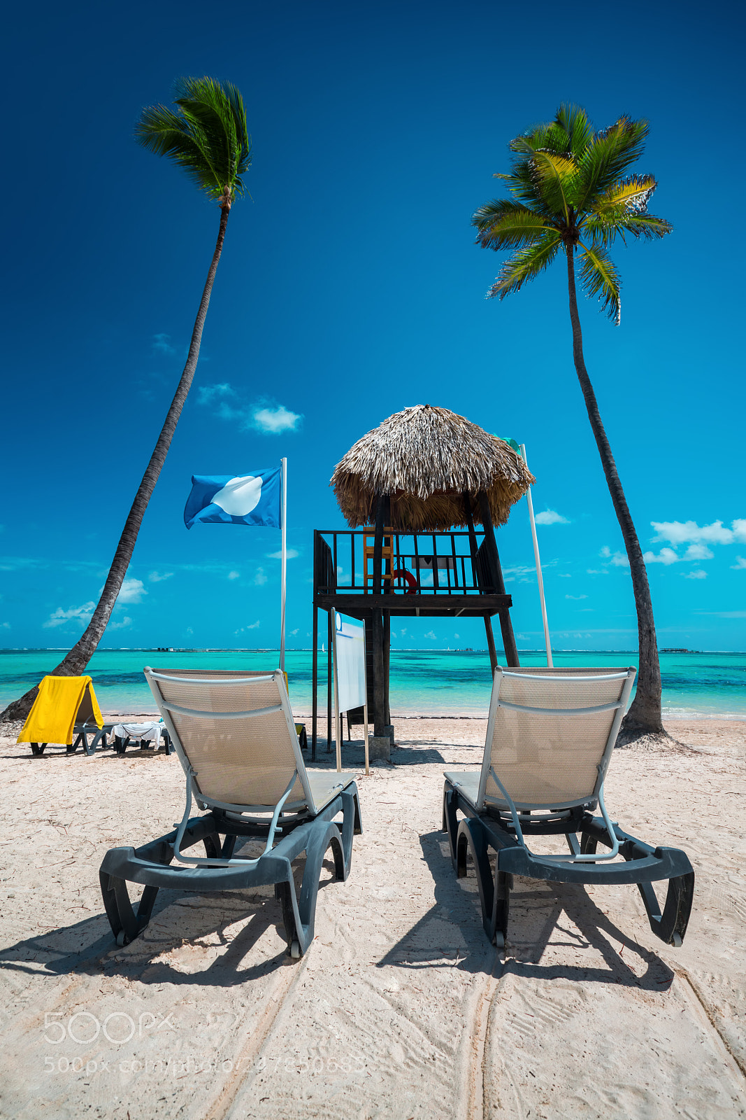 Sony a7R II sample photo. Palm tree on the photography