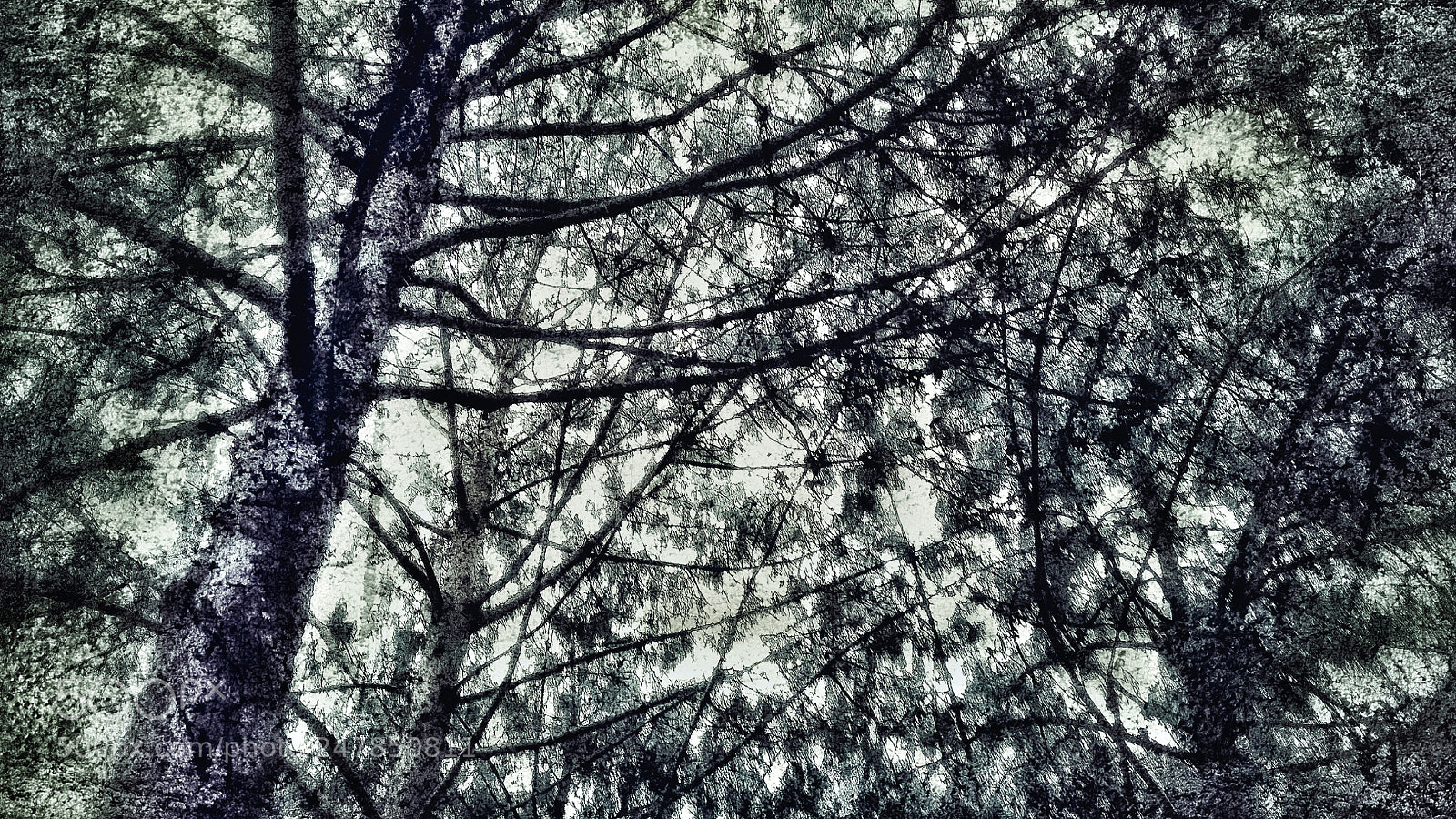 Motorola Moto G (5th Gen) sample photo. Black in white photography