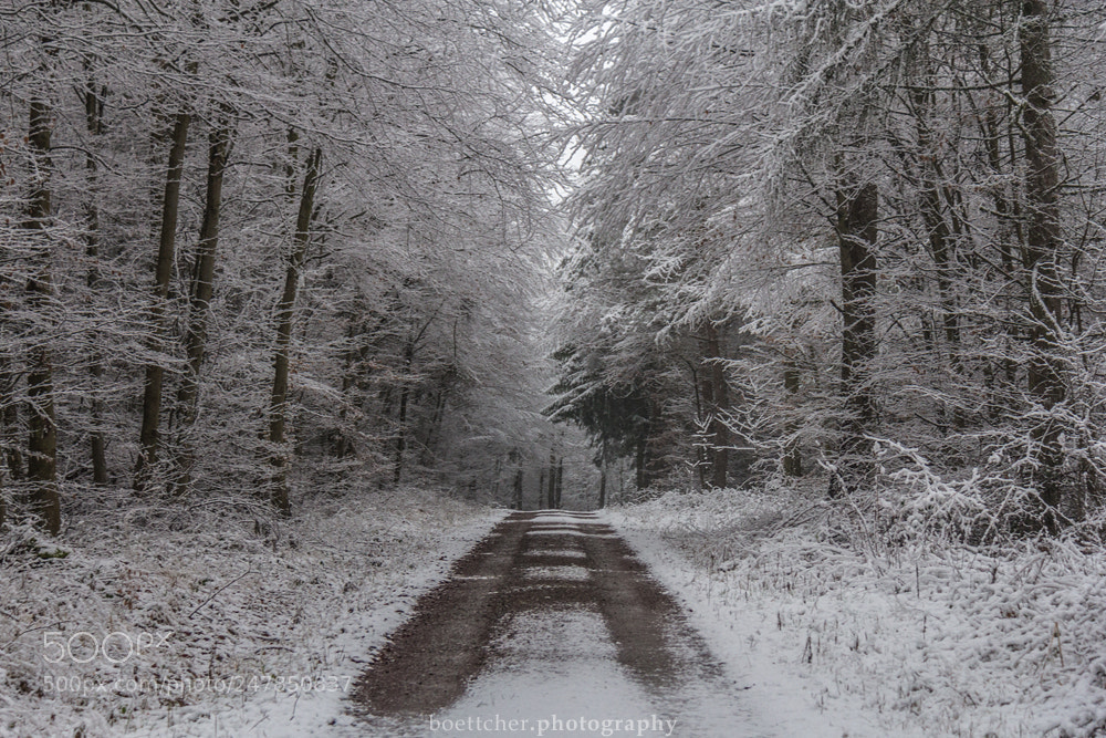 Canon EOS 60D sample photo. Winter forest - february 2018 photography