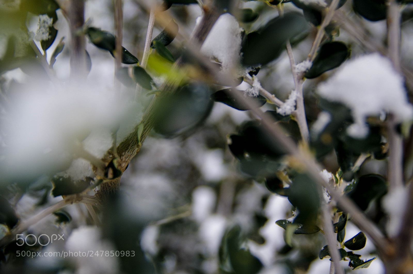 Pentax K-30 sample photo. Olive trees and snow photography