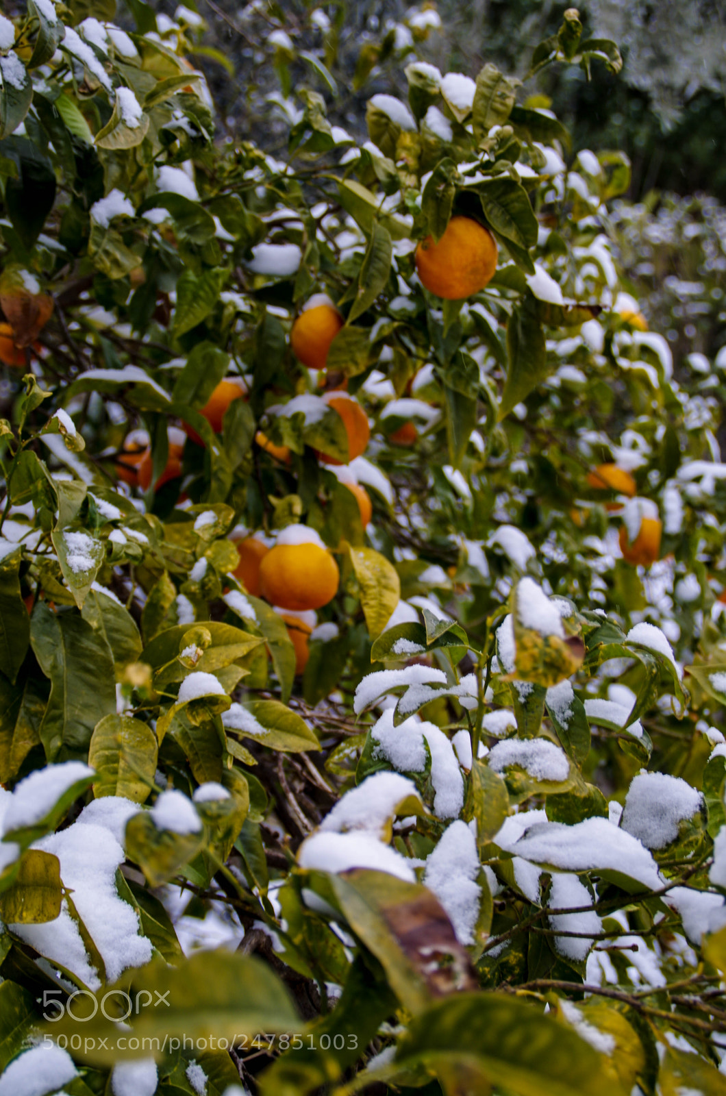 Pentax K-30 sample photo. Oranges and snow photography