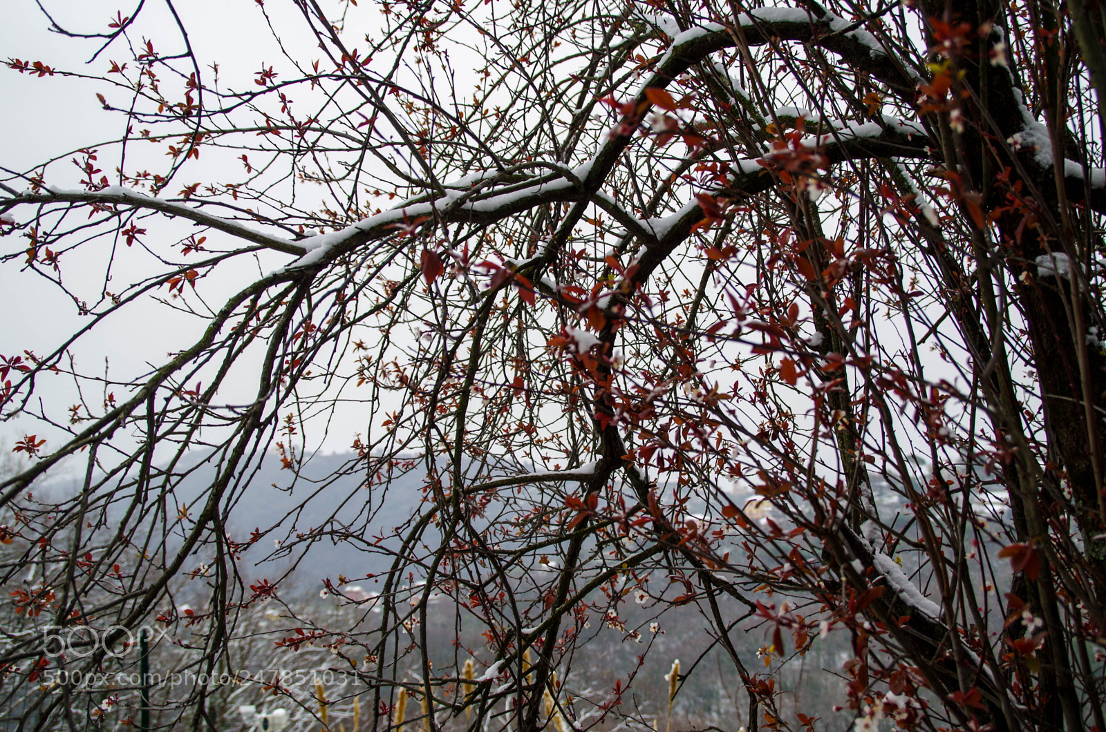Pentax K-30 sample photo. Plum tree in winter photography