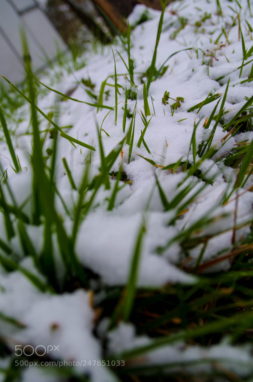 Pentax K-30 sample photo. Grass and snow photography