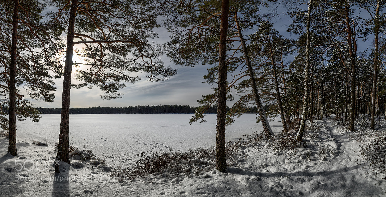 Nikon D810 sample photo. Pines on the shore photography