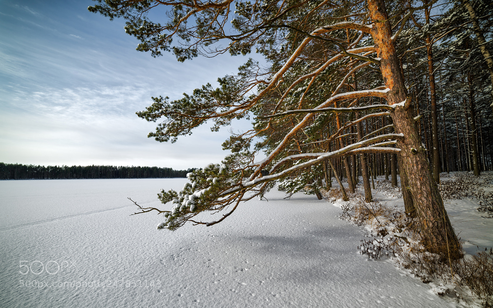 Nikon D810 sample photo. Pines on the shore photography