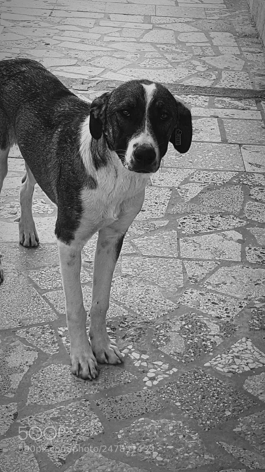 Samsung Galaxy Note5 sample photo. Dog photography