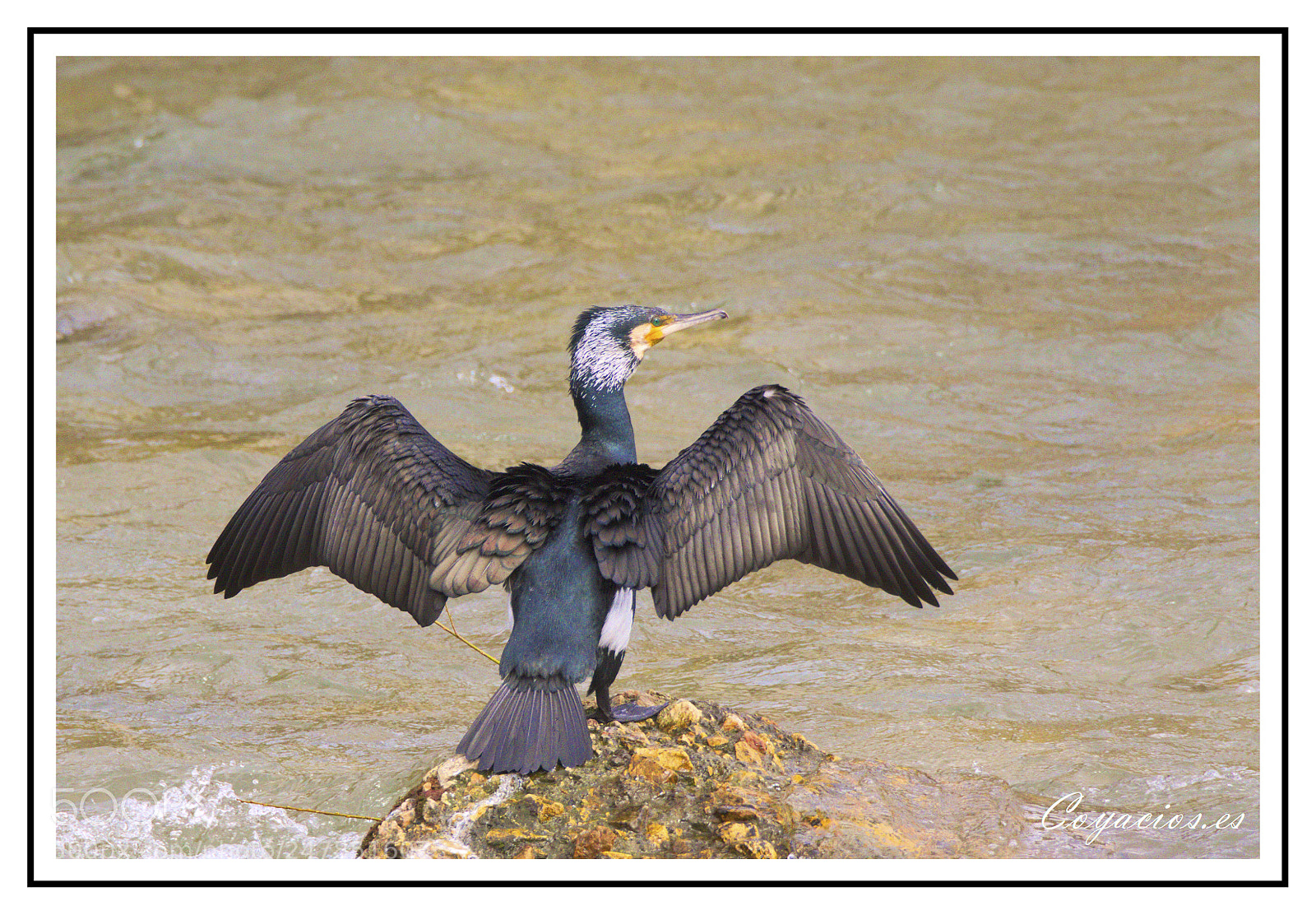Canon EOS 7D Mark II sample photo. Cormor n grande phalacrocorax photography
