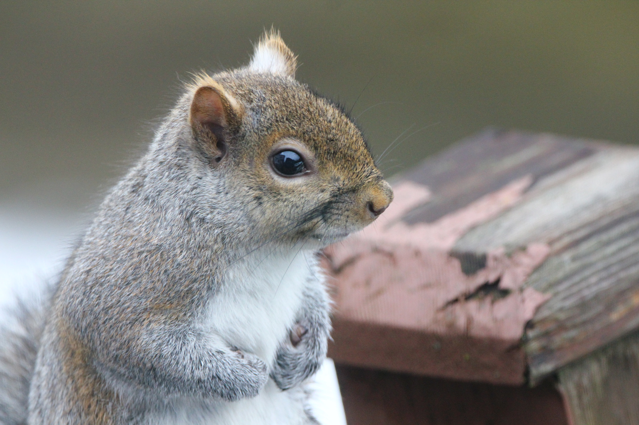 Sigma 150-600mm F5-6.3 DG OS HSM | C sample photo. Squirrel closeup photography