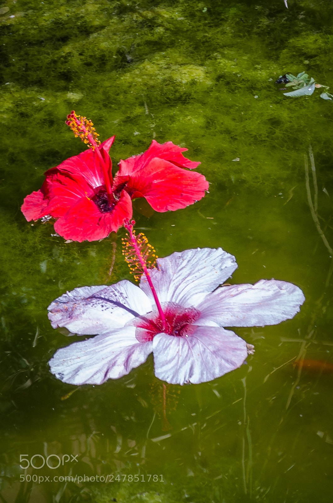 Nikon D7000 sample photo. Flowers photography