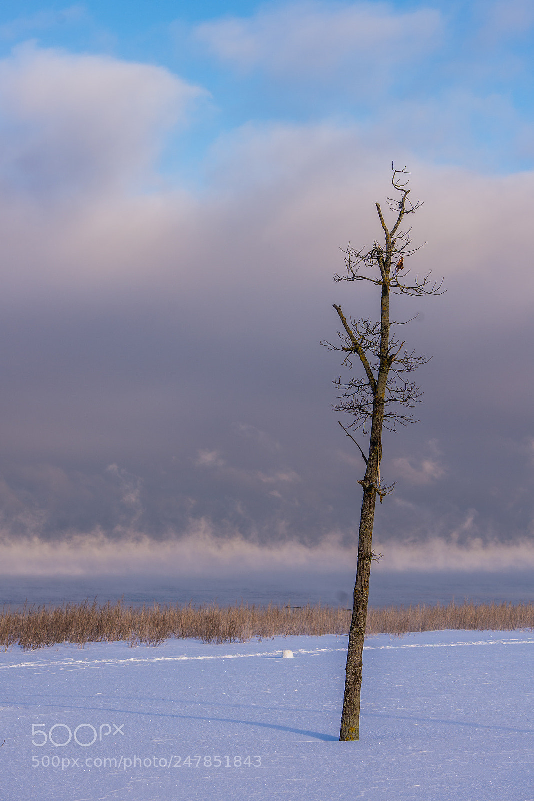 Nikon D610 sample photo. Lonely tree photography