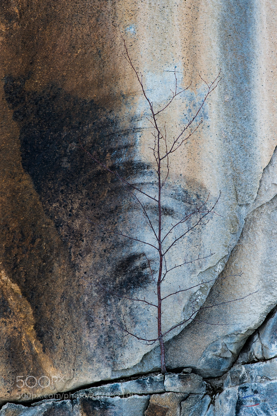 Nikon D4S sample photo. Force de la nature photography