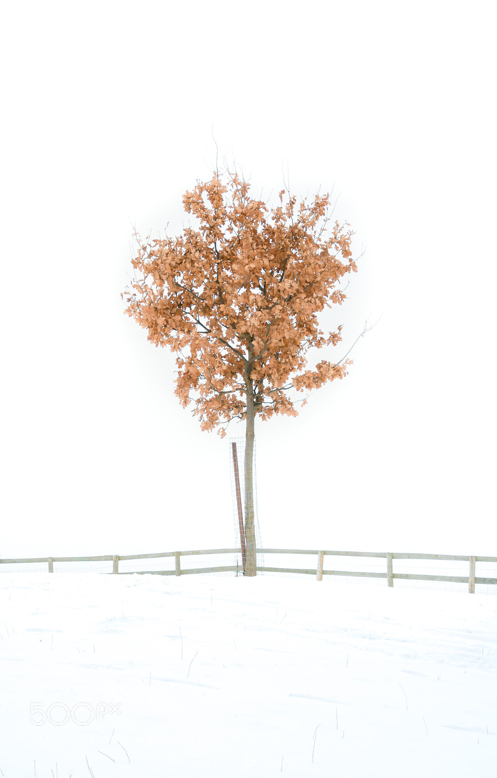 Nikon D7100 sample photo. Golden leaves photography