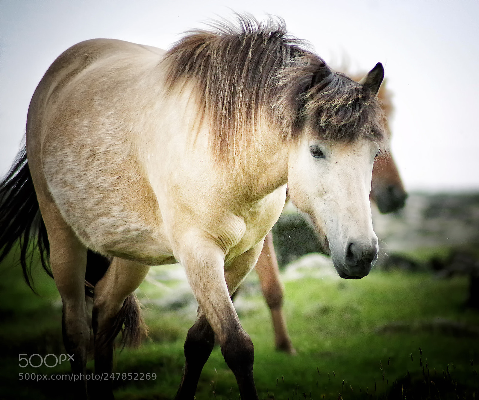 Pentax K-3 sample photo. Wild horse photography
