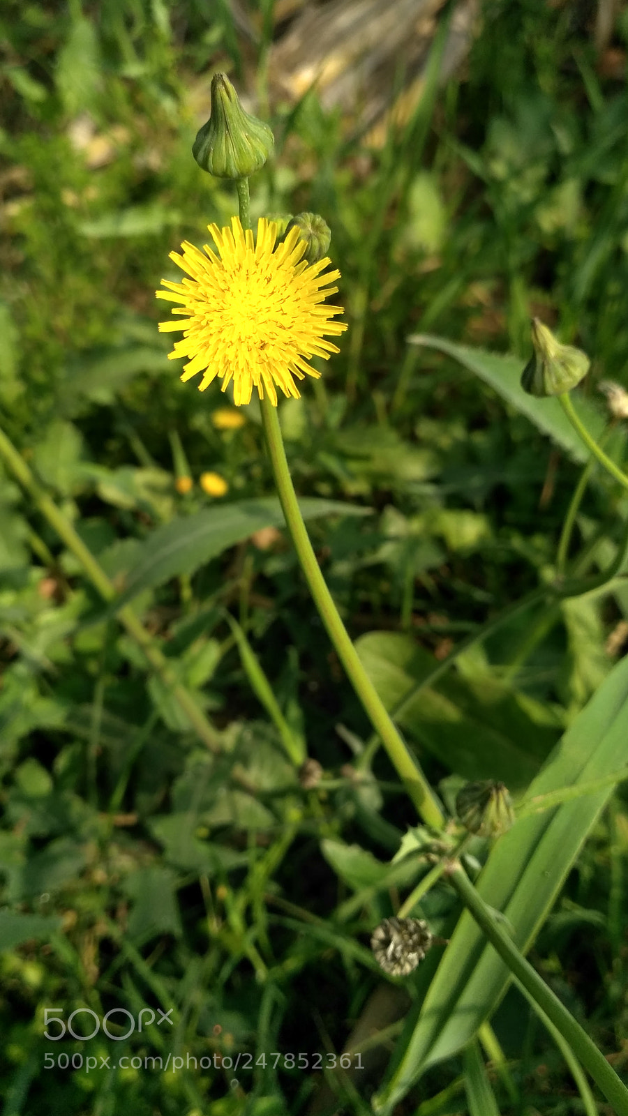 Xiaomi Redmi 3S sample photo. Hdr photography