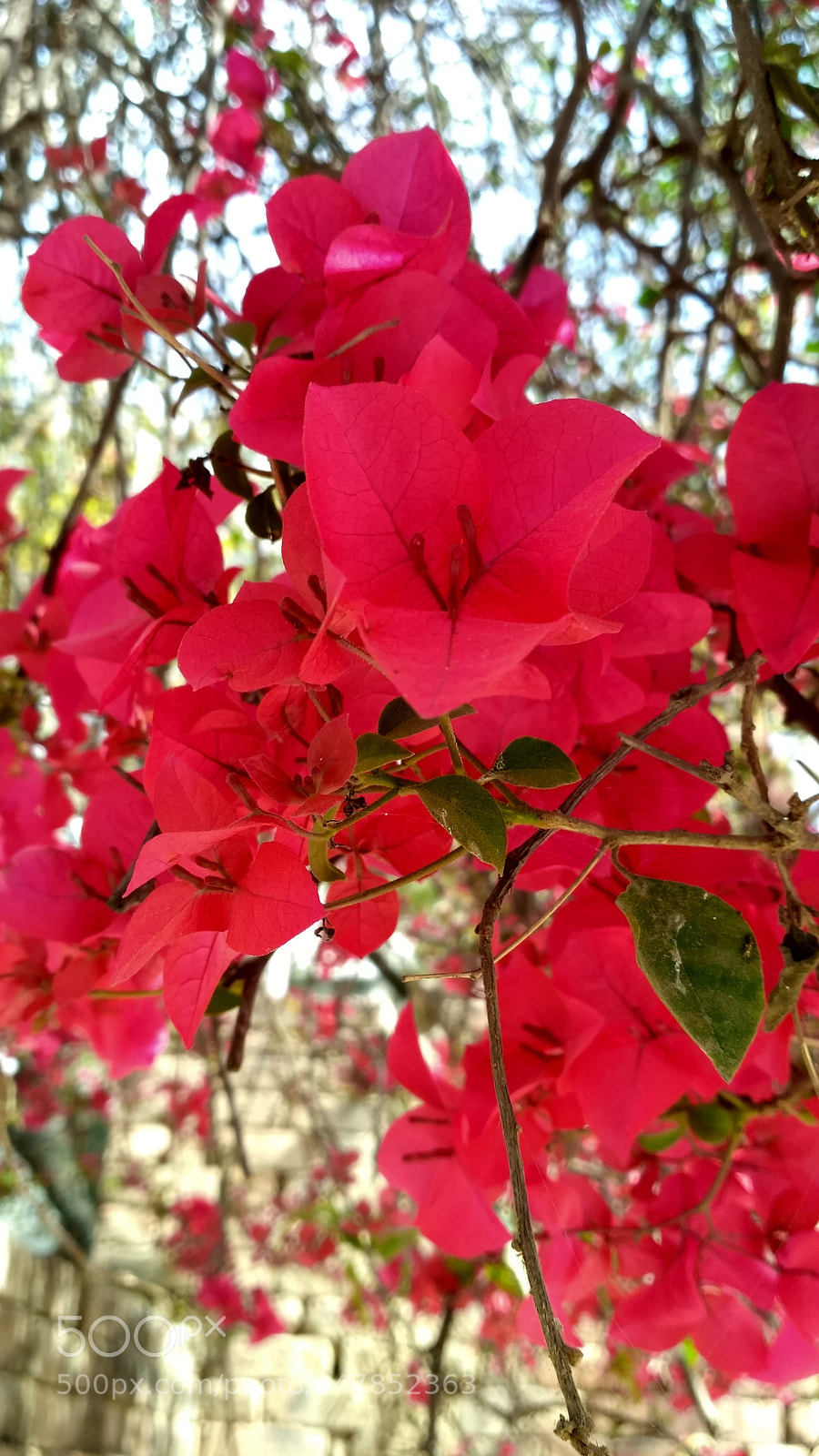 Xiaomi Redmi 3S sample photo. Hdr photography