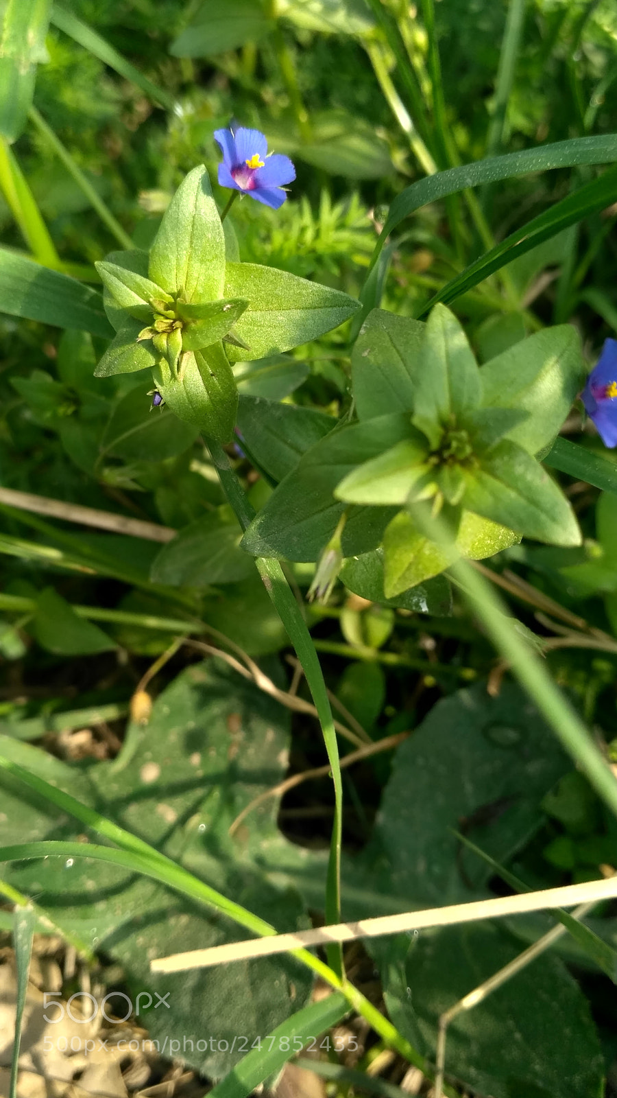 Xiaomi Redmi 3S sample photo. Hdr photography