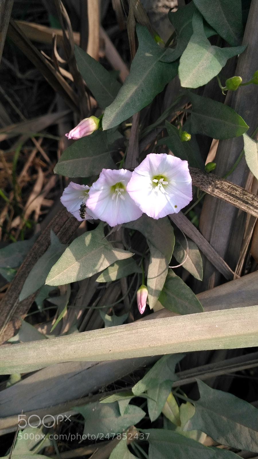 Xiaomi Redmi 3S sample photo. Hdr photography