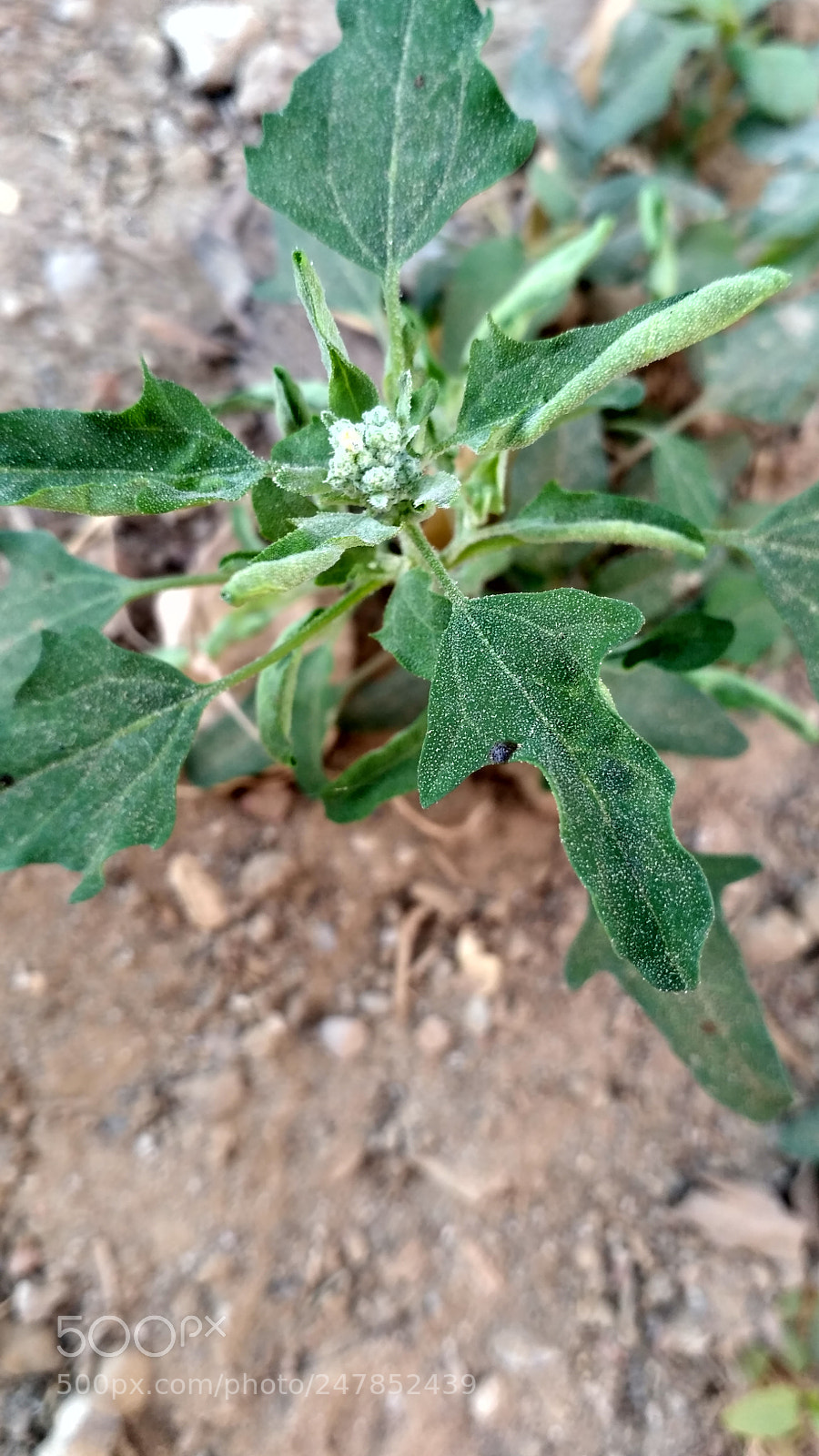 Xiaomi Redmi 3S sample photo. Hdr photography