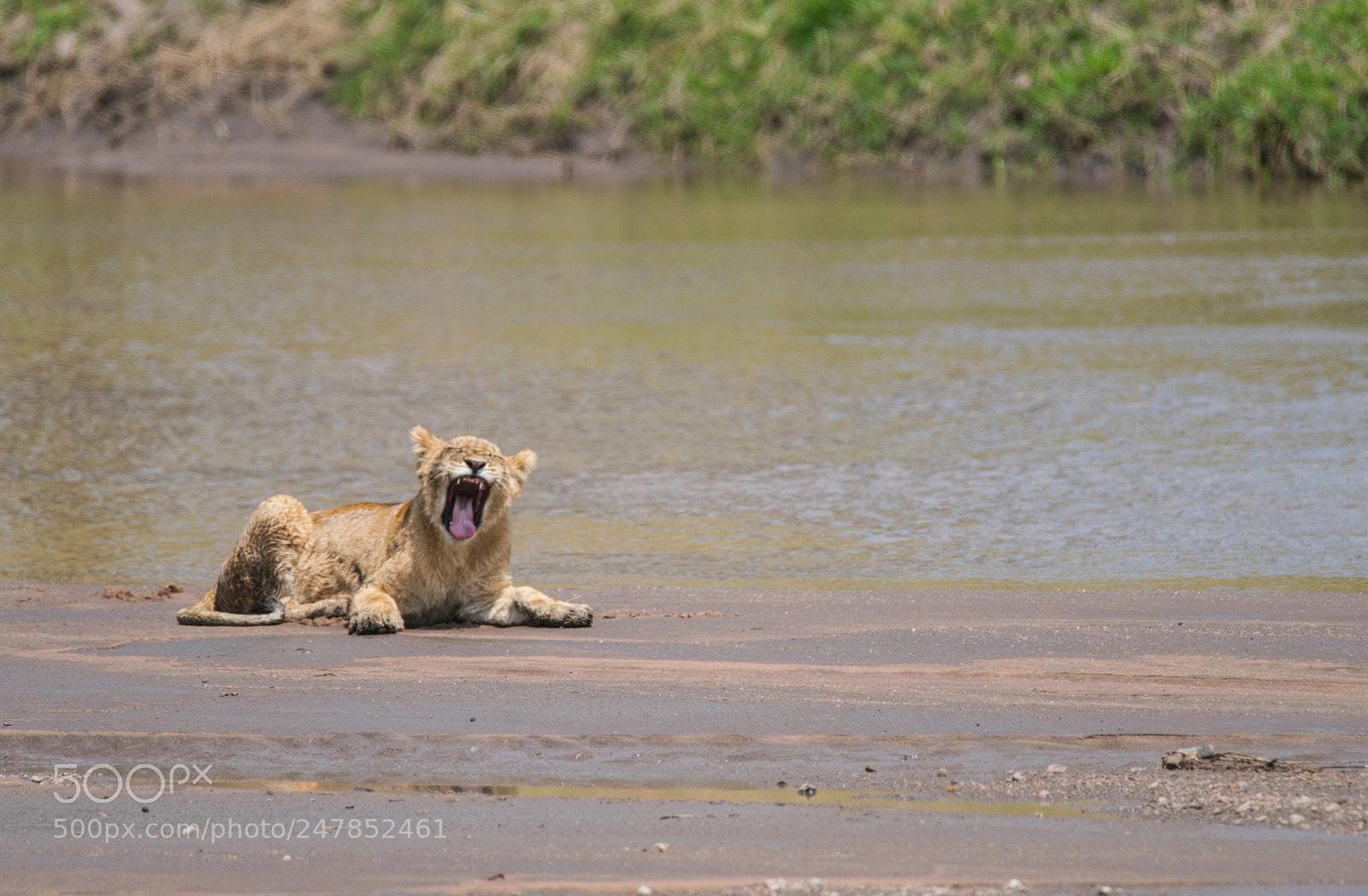 Sony a99 II sample photo. Yawning cub photography