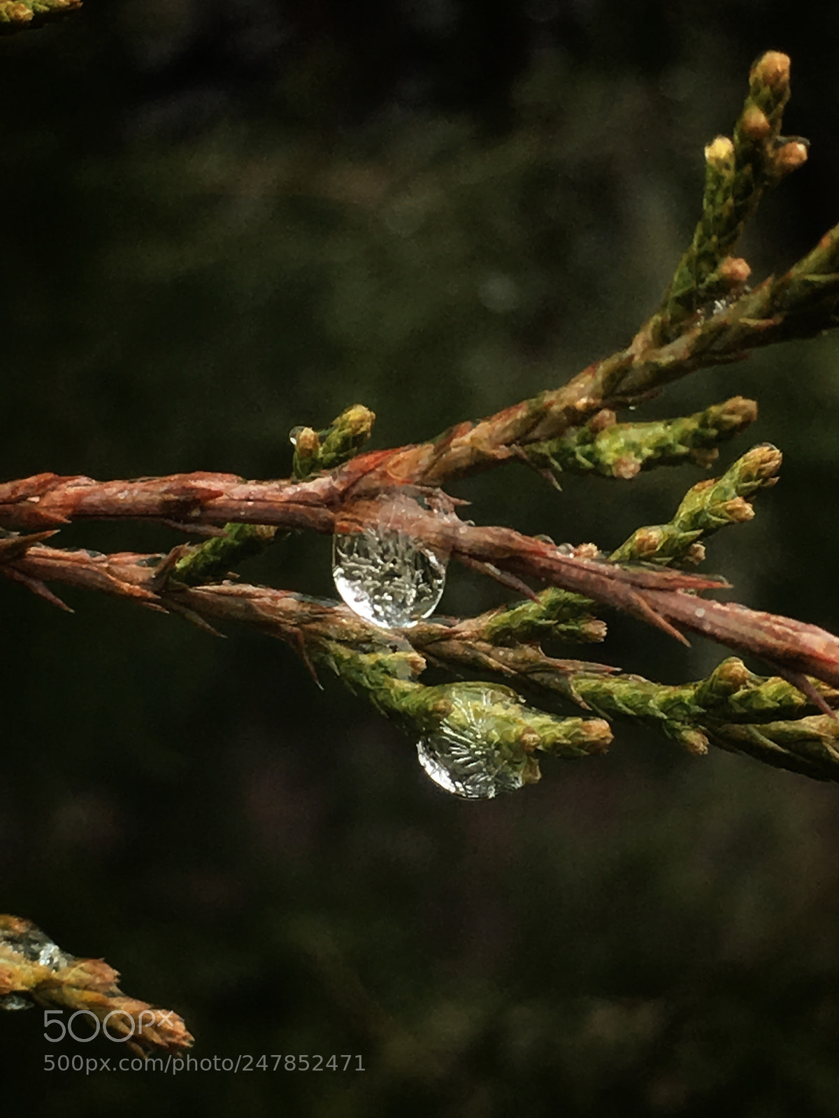 Apple iPhone 6s Plus sample photo. Ice in water droplet ? photography
