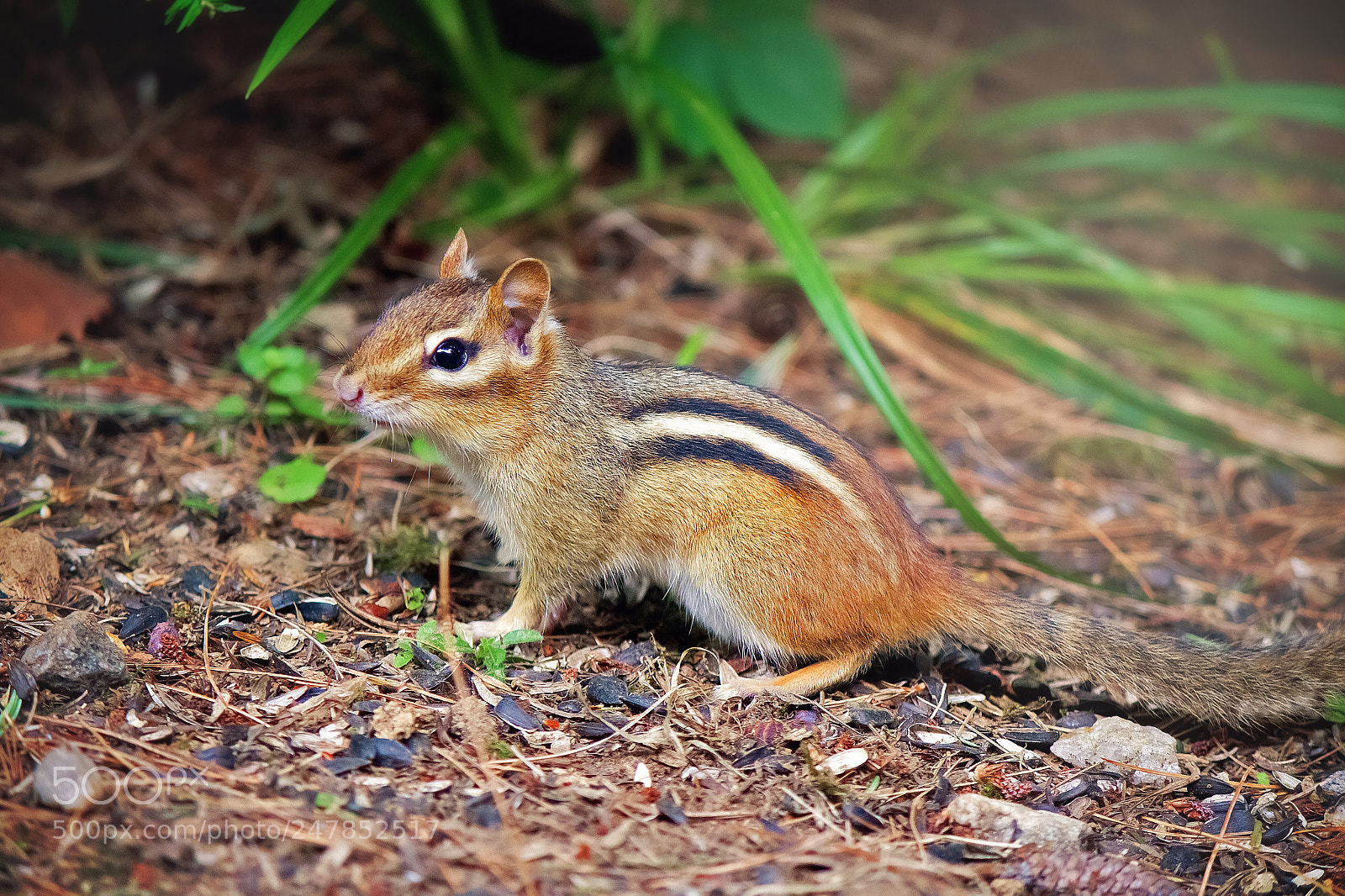 Canon EOS 7D sample photo. Chipmunk photography