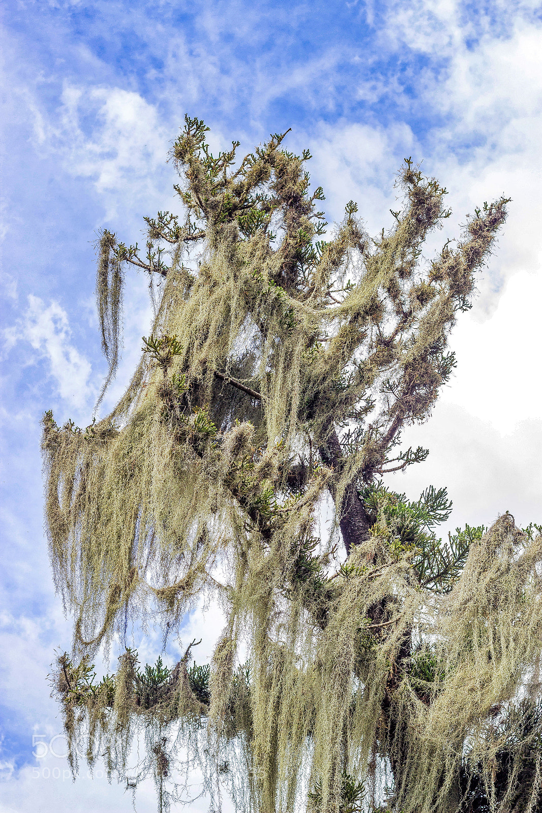 Canon EOS 600D (Rebel EOS T3i / EOS Kiss X5) sample photo. Old man's beard tree photography