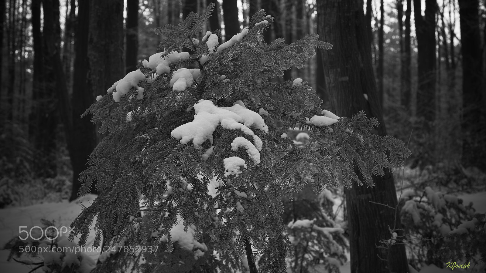 Sony a7R II sample photo. Winter. photography