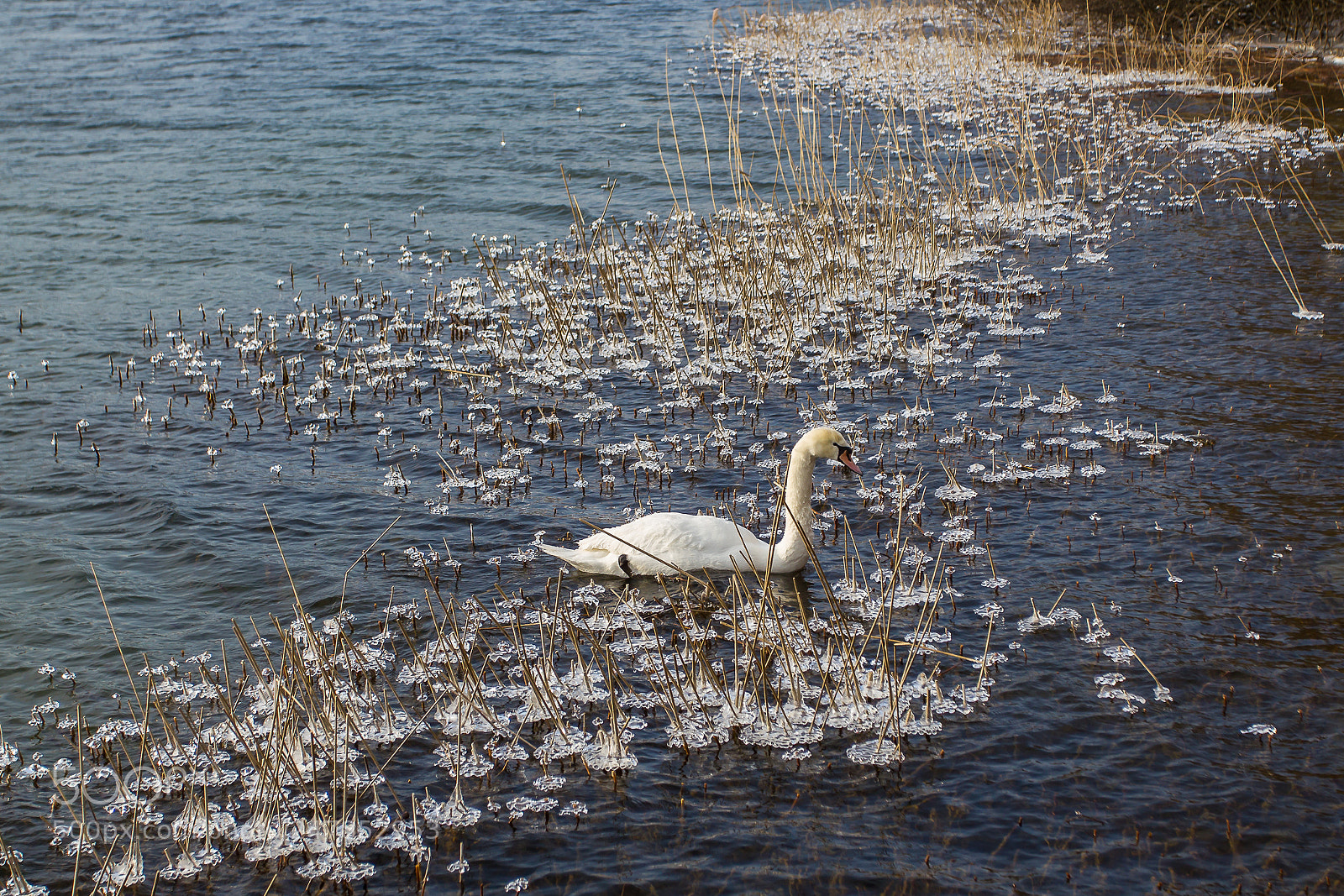 Canon EOS 550D (EOS Rebel T2i / EOS Kiss X4) sample photo. Eisschwan photography