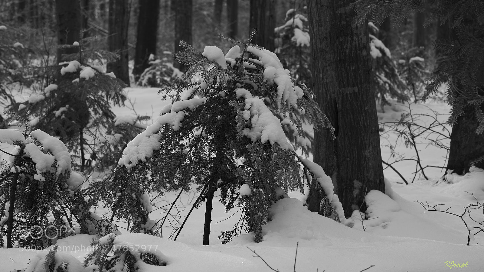 Sony a7R II sample photo. Winter. photography