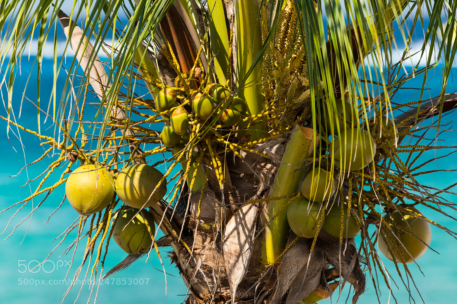 Nikon D500 sample photo. Cozumelpalmtree photography