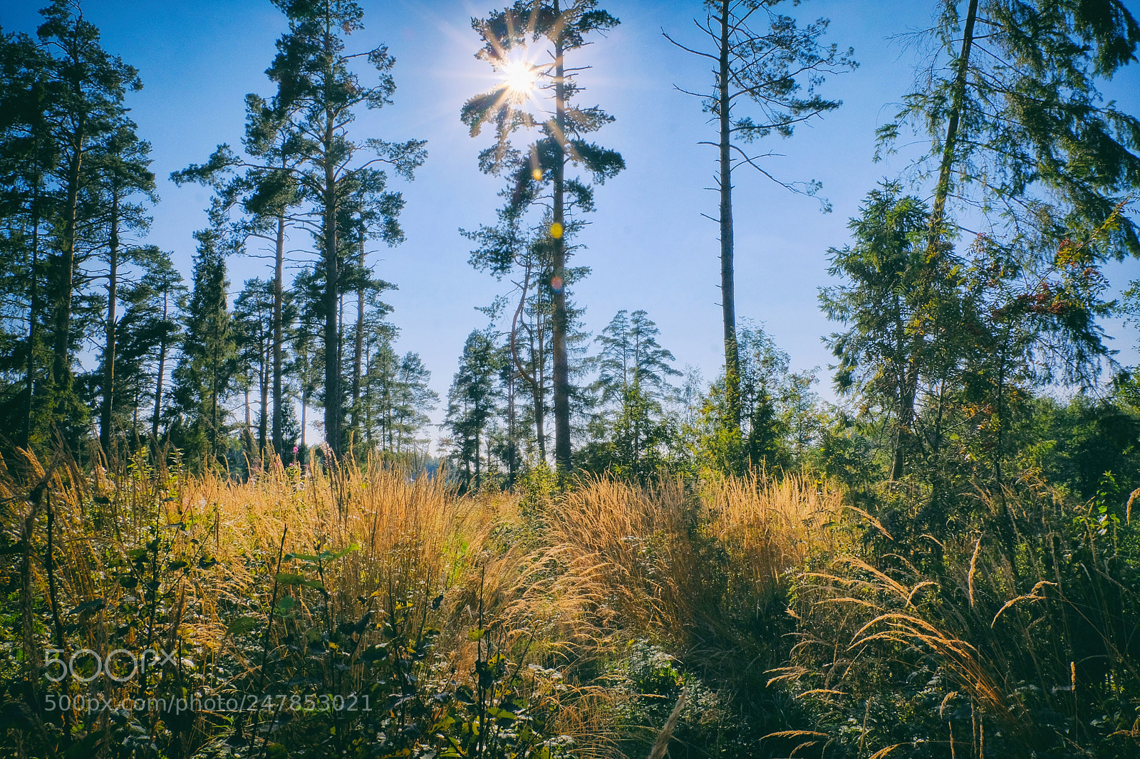 Fujifilm X-T20 sample photo. The sun smells of photography