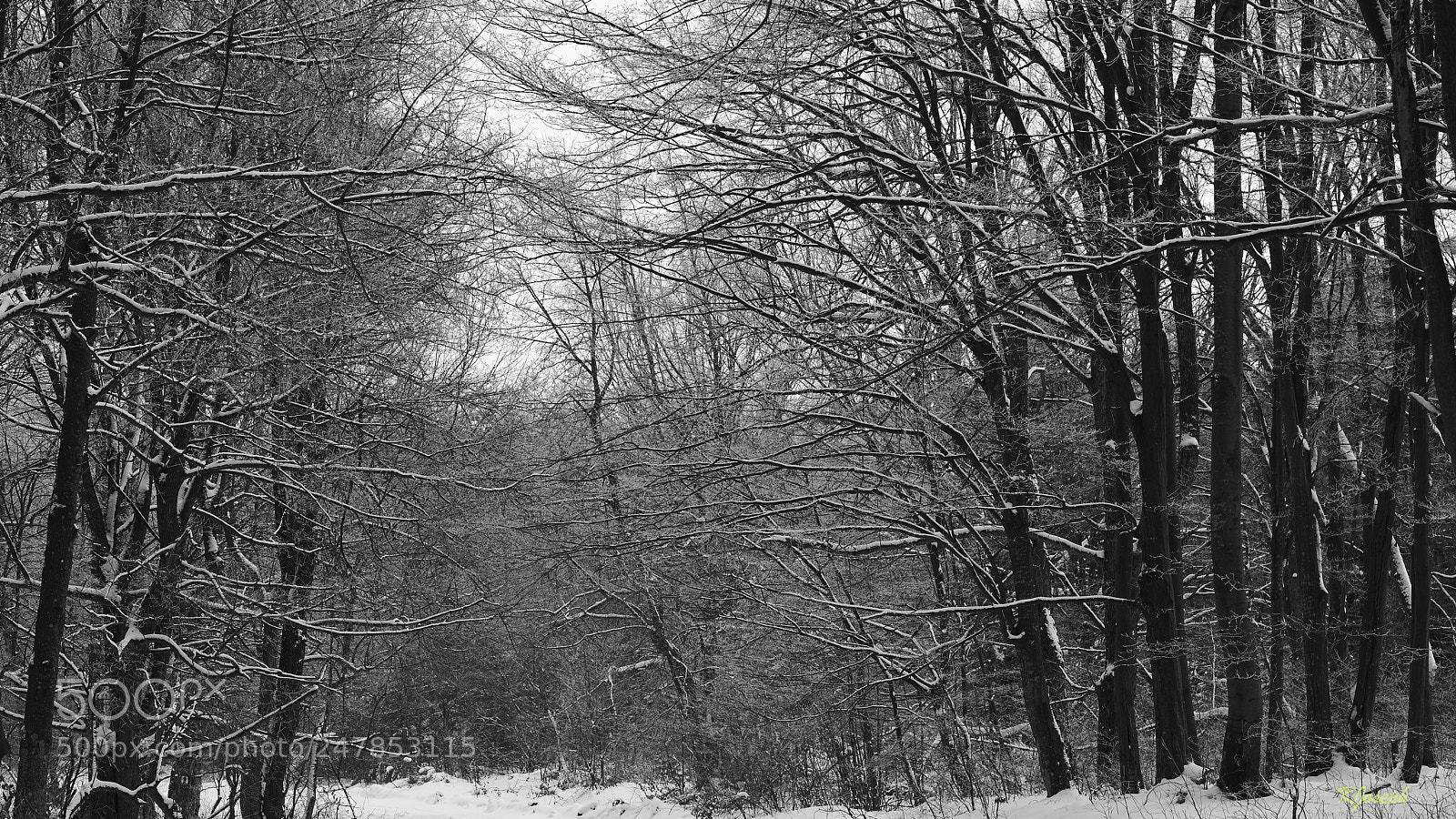 Sony a7R II sample photo. Winter. photography