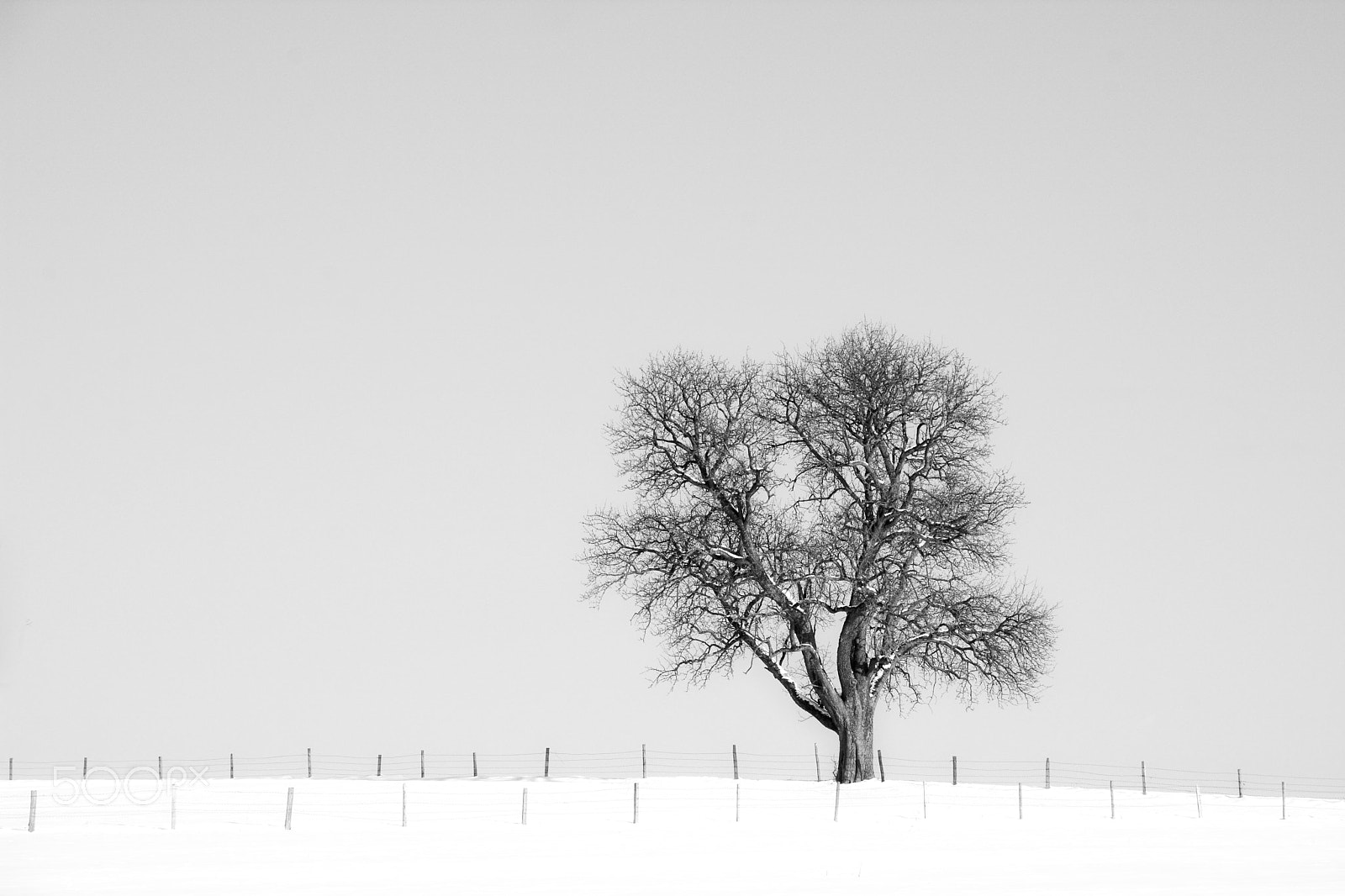 Nikon D7100 sample photo. Lone tree photography