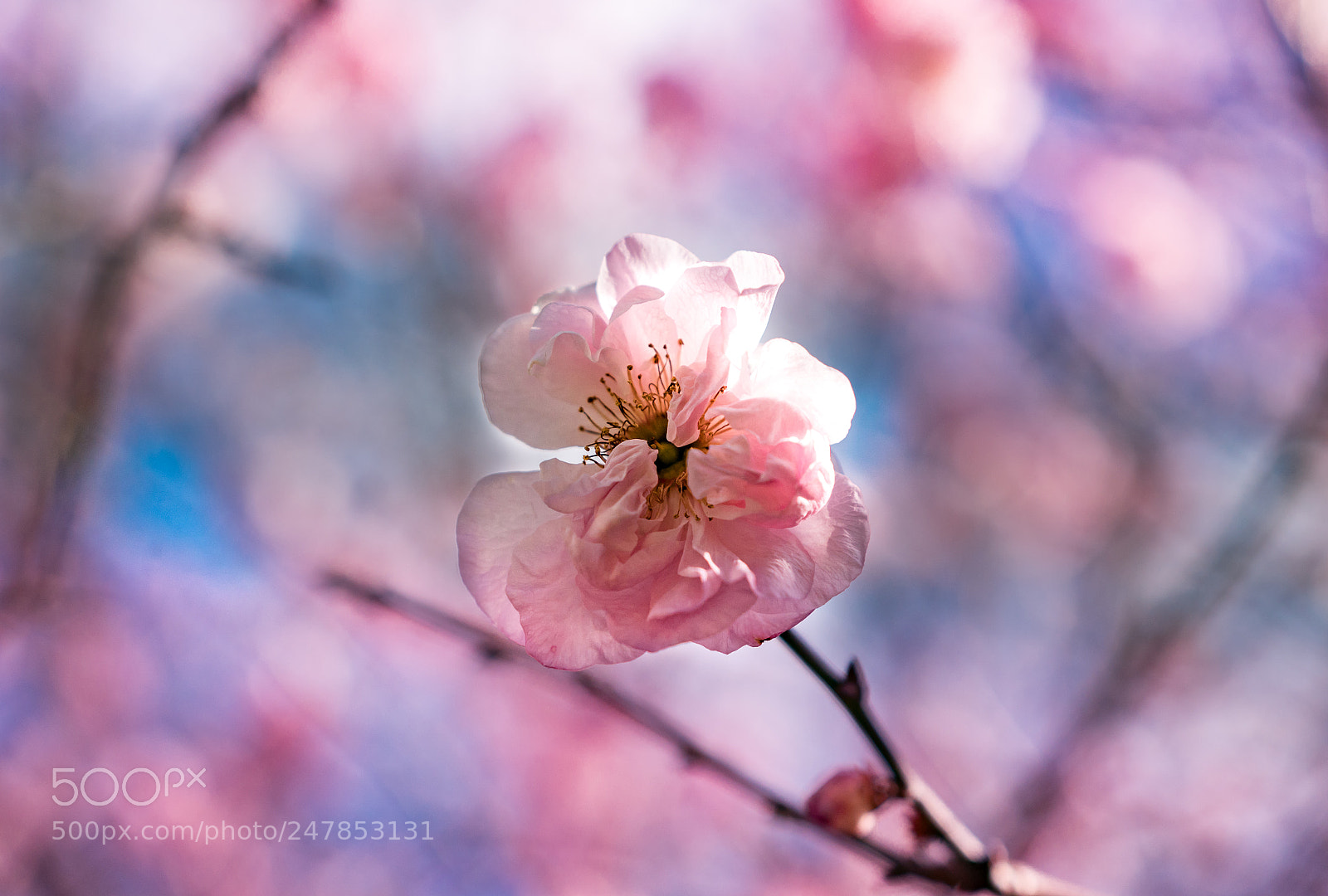 Sony a6300 sample photo. Hello spring photography