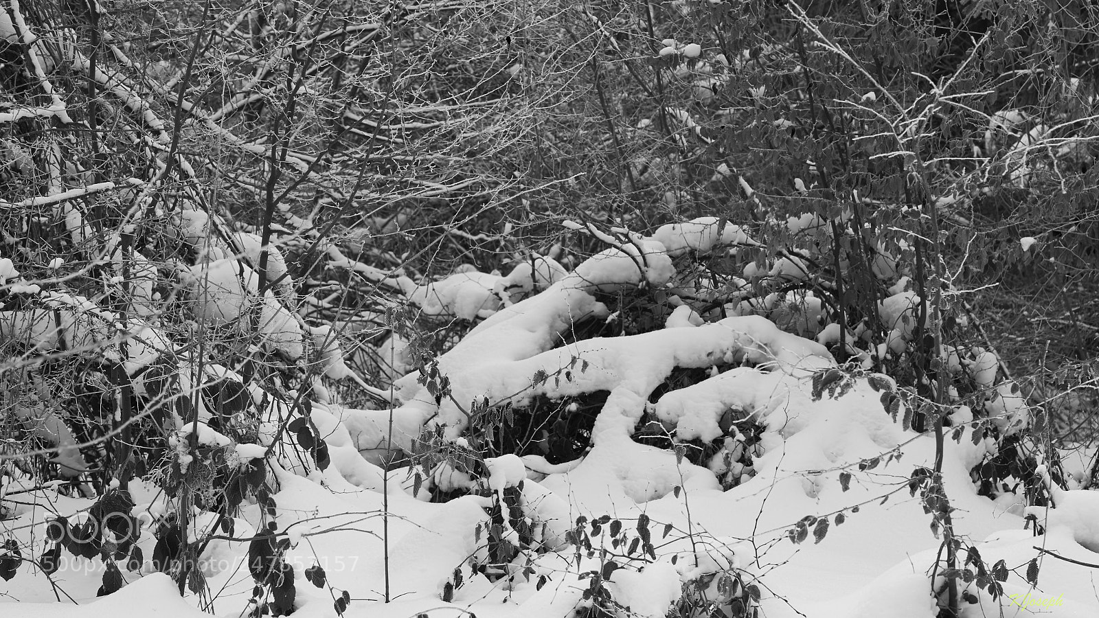 Sony a7R II sample photo. Winter. photography