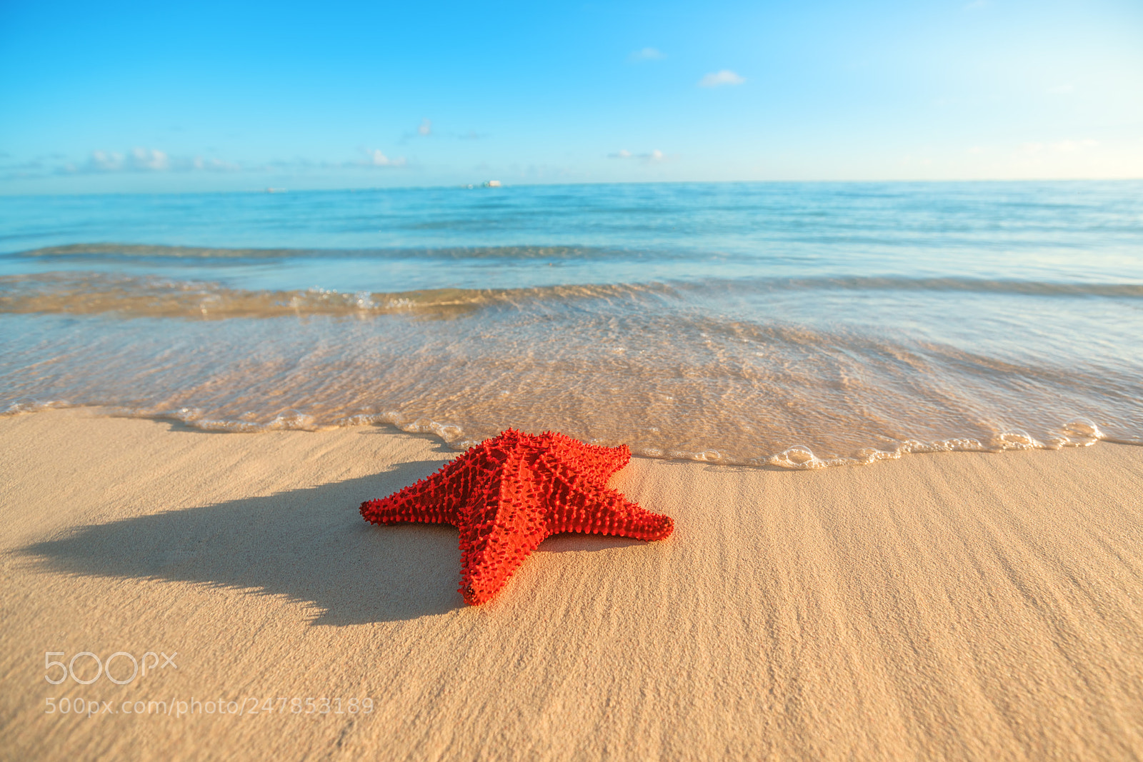 Sony a7R II sample photo. Seastar or sea starfish photography