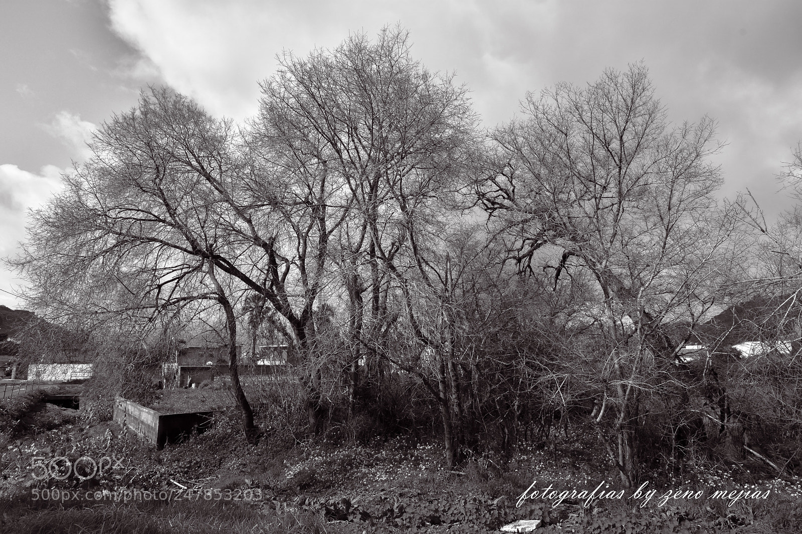 Nikon D7200 sample photo. Zeno mejias photography