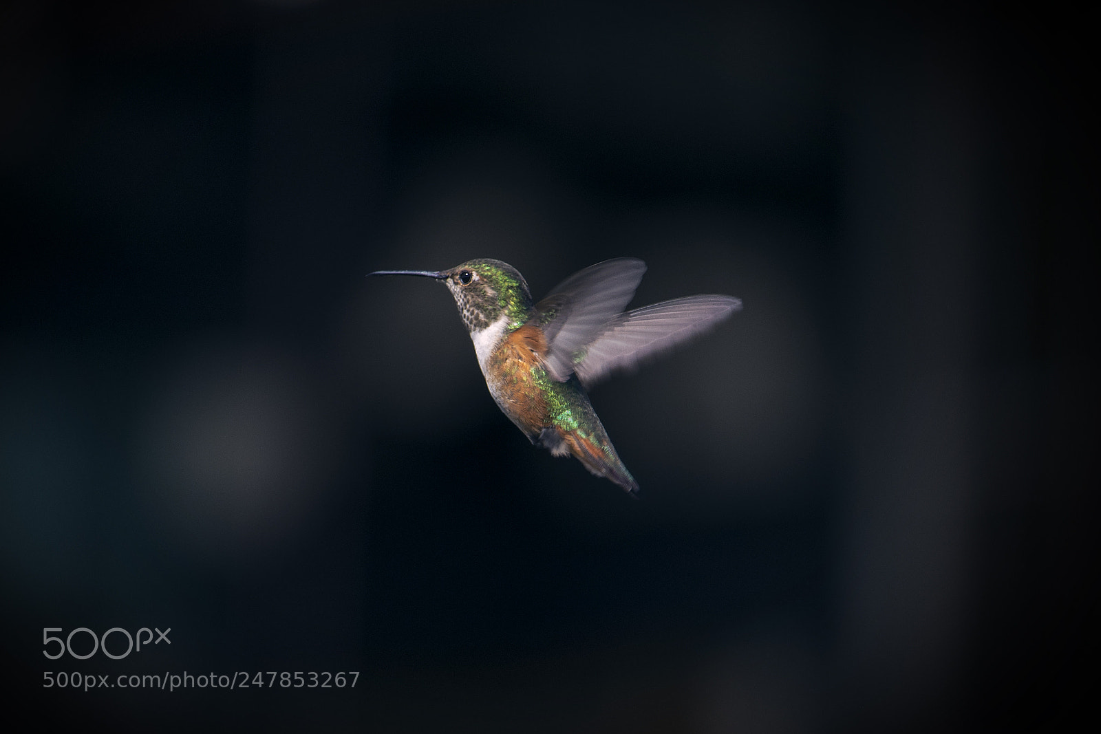 Canon EOS 750D (EOS Rebel T6i / EOS Kiss X8i) sample photo. Hummingbird photography